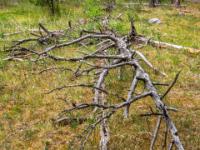 Baumskelett im Wald nahe dem Parkplatz - Torsburgen Naturreservat